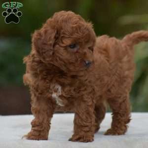 Kendra, Miniature Poodle Puppy